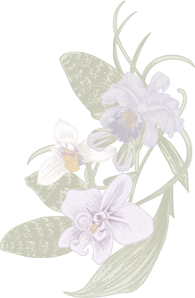 970e6b26ed157ed2490517bbf6ec072b | NARA 米其林推薦泰式料理