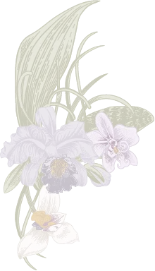 b70c6bd2f699dfcaf5a4c9e3b4e4a9e4 | NARA 米其林推薦泰式料理